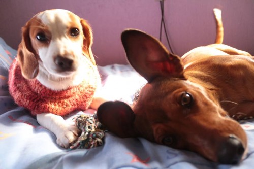 Vacinação antirrábica acontece no final de semana