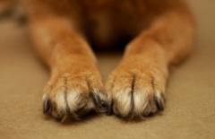 Corte de unhas