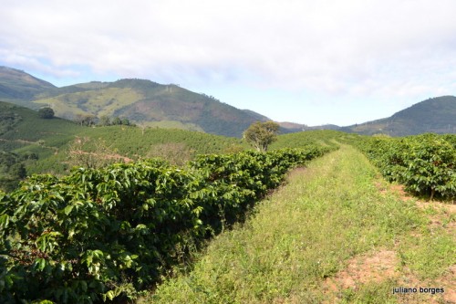 Agronegócio: a importância de um setor