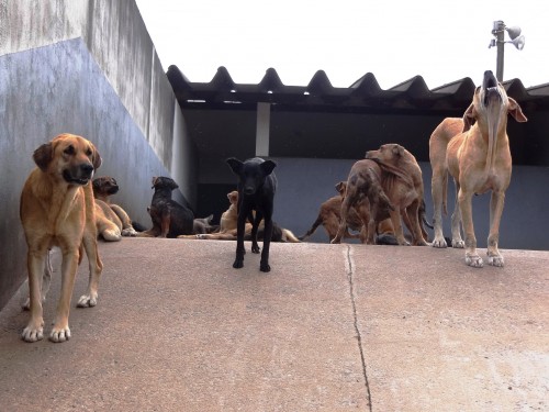 CCZ passa a contar com certificado do Conselho Regional de Veterinária