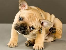 Vamos falar sobre as pulgas