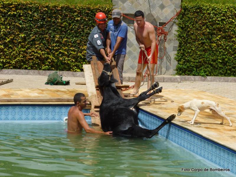 Bombeiros resgatam vaca que caiu em piscina