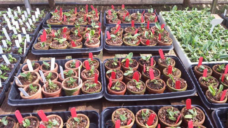 Polícia Civil apreende R$100 mil em orquídeas furtadas