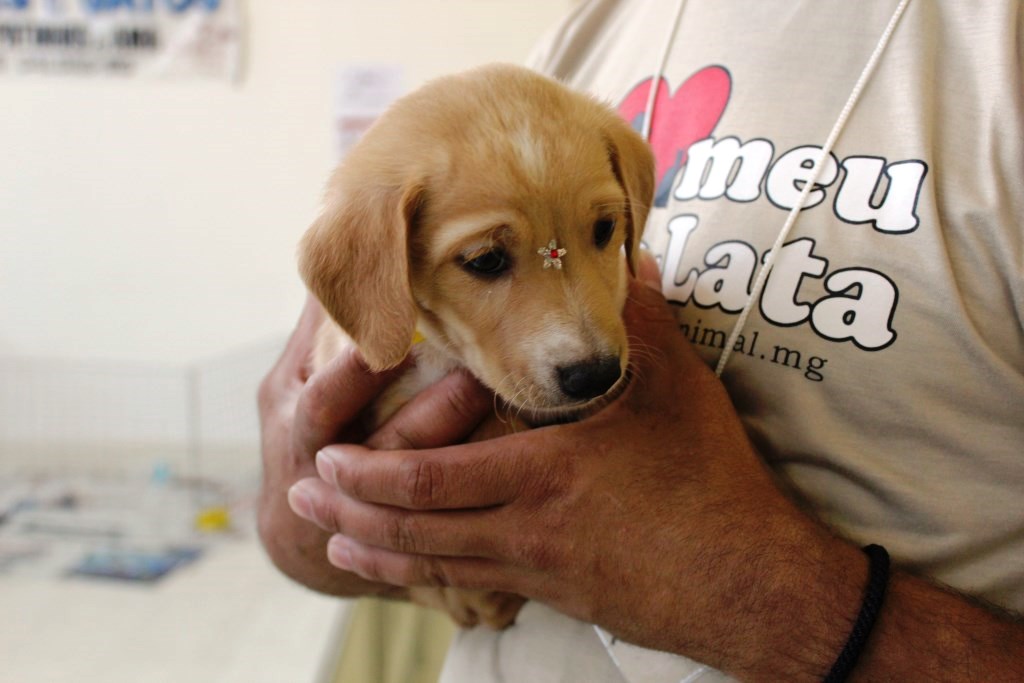 Feira de adoção de cães e gatos acontece no Shopping Poços de Caldas