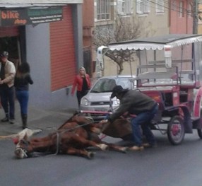 Vídeo que circula nas redes sociais mostra cavalo caído no Centro de Poços.