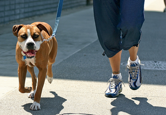 1ª Cãorrida e Cãominhada convida donos e cães para ação beneficente