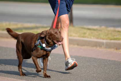 Segunda edição do Cãominhada acontece no próximo domingo