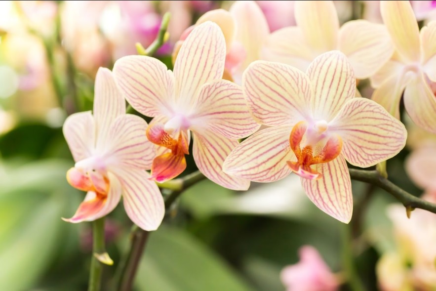 Exposição de flores é atração no Shopping Poços de Caldas