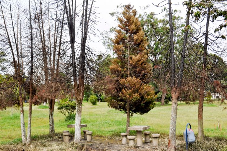 “Incêndio no Parque Municipal foi fato isolado”, alega secretário de Defesa Social