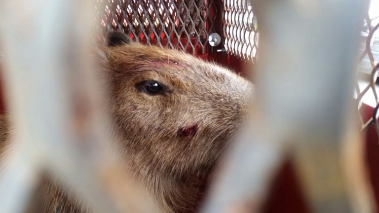 Bombeiros capturam capivara ferida