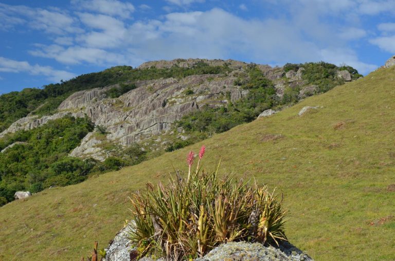 Grupo organiza financiamento coletivo por área de preservação ambiental