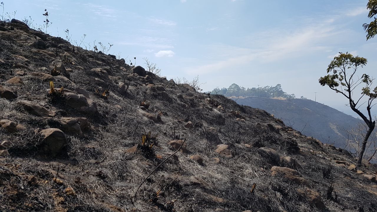 Vereador quer informações sobre educação contra queimadas