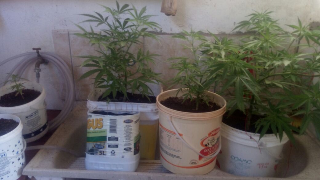 Pés de maconha são apreendidos pela Polícia Militar