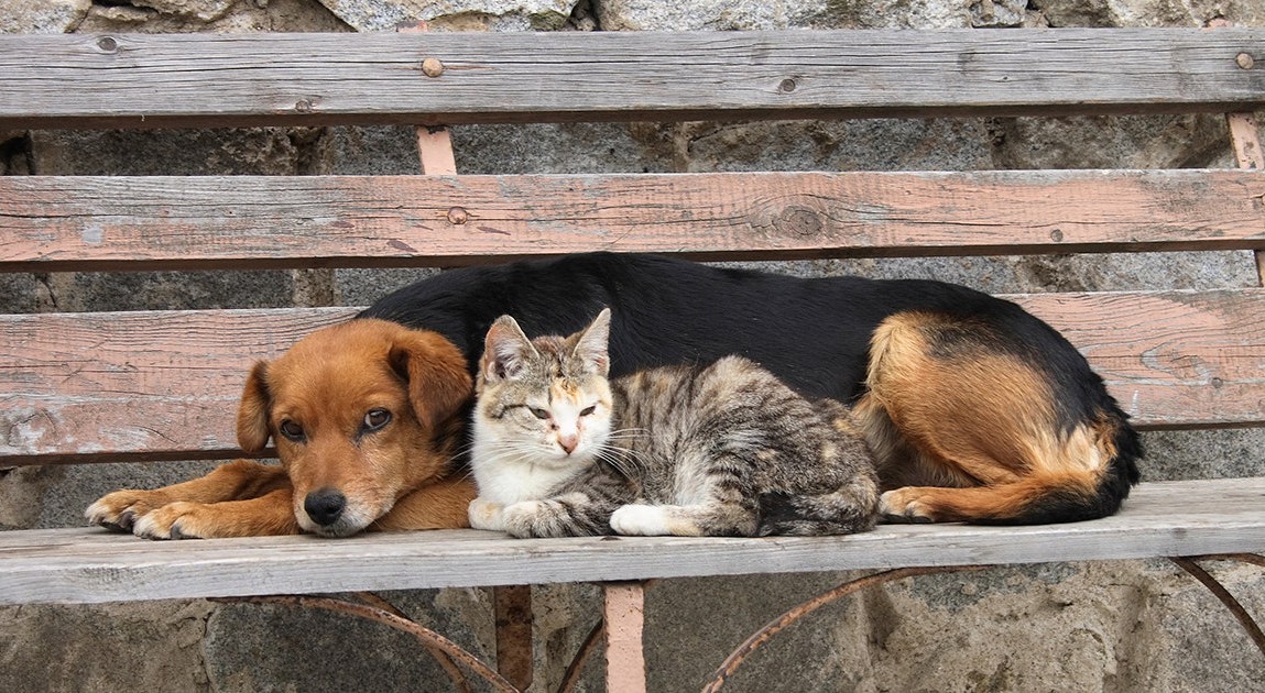 JUNHO VERDE | Câmara aprova projeto de lei contra abandono de animais