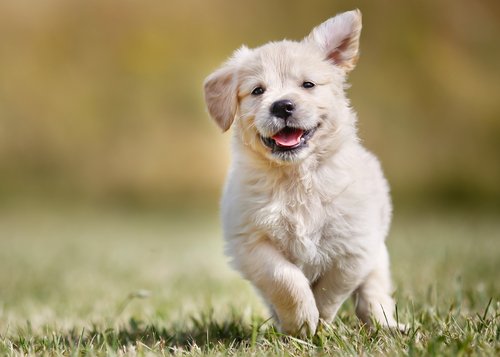 AGITACÃO | VN tem promoções, distribuição de brindes e feira de adoção de cachorros neste sábado