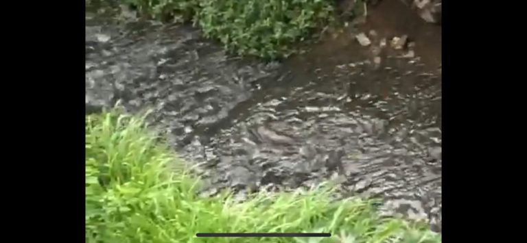 Imagens flagram animal misterioso em córrego no Centro de Poços