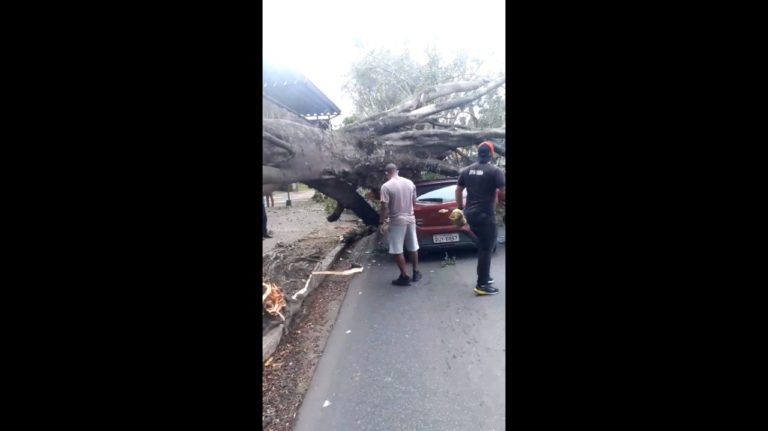 Árvore cai em carro na João Pinheiro