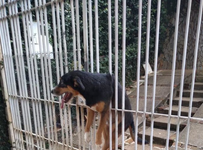 Bombeiros salvam cachorro preso em portão