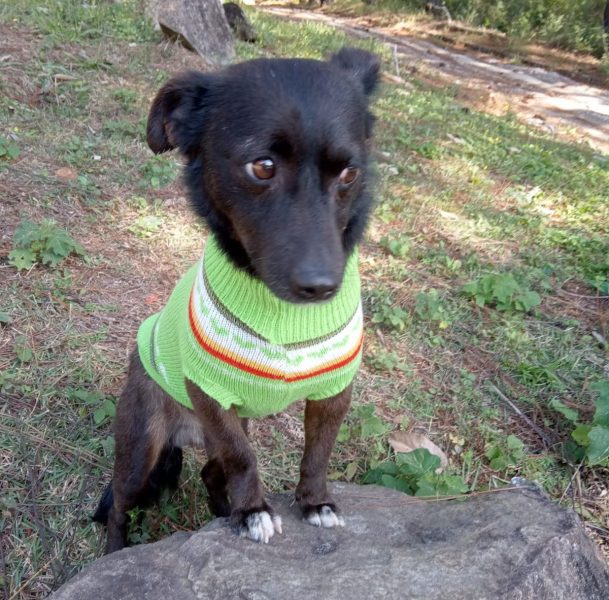 Cerca de cem cães aguardam adoção no Abrigo Municipal de Poços de Caldas
