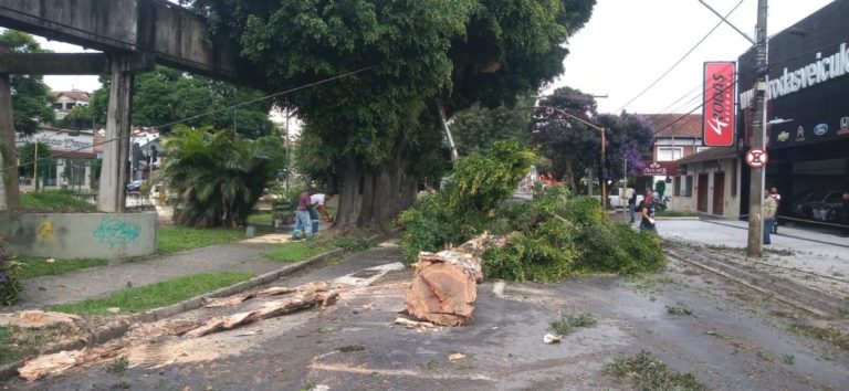 Avenida João Pinheiro ficará interditada para corte de árvores em risco de queda