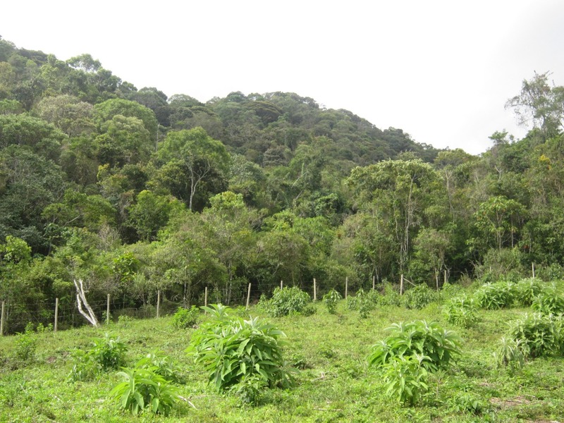 Sisema implementa ações para otimizar a regularização ambiental em Minas Gerais