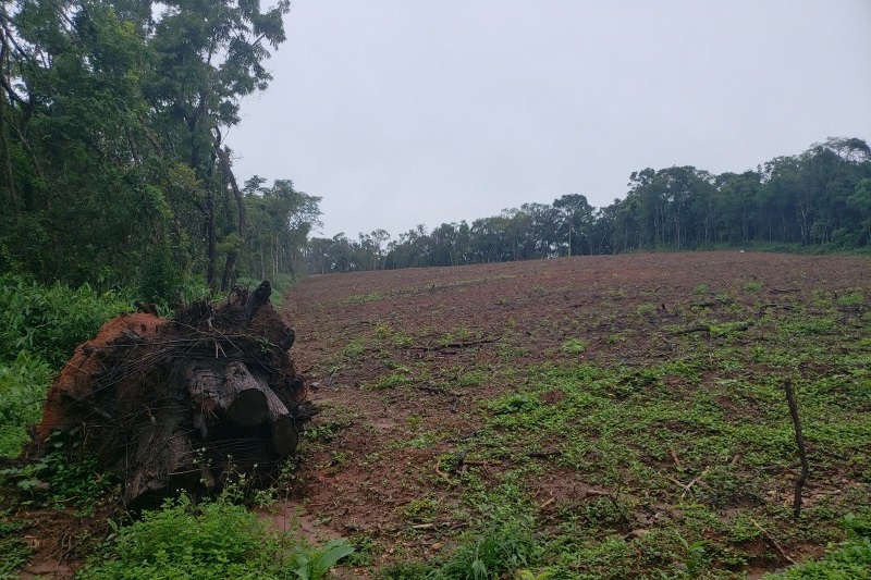 Desmatamento gera multa de R$ 3 milhões em municípios do sul de Minas
