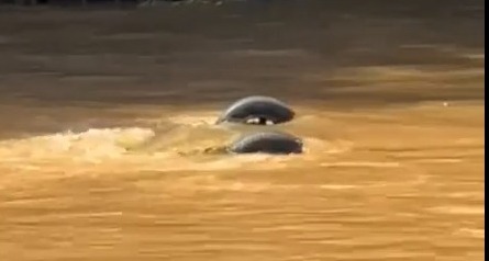 Pescador encontra carro em rio que pode ser de poços-caldense