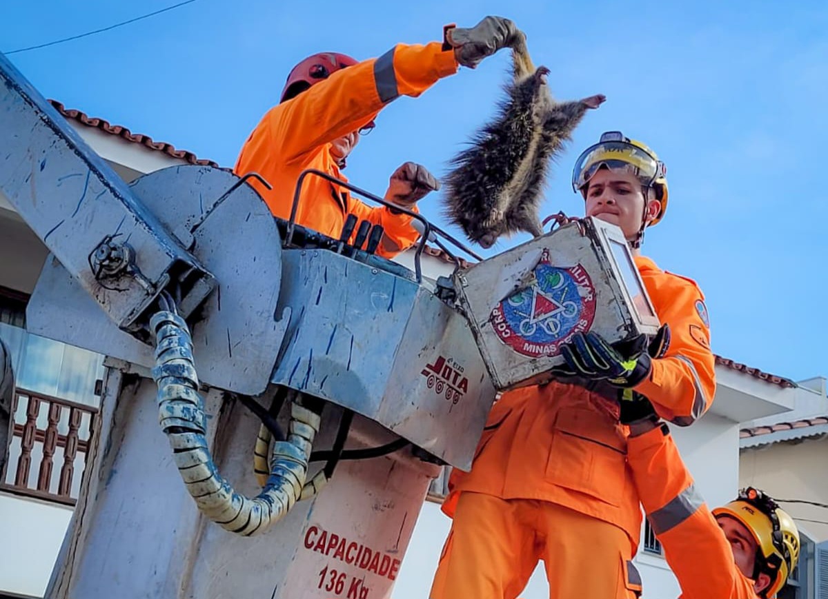 Bombeiros resgatam ouriço em poste