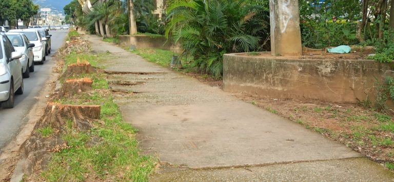 Prefeitura esclarece projeto de substituição das árvores da João Pinheiro