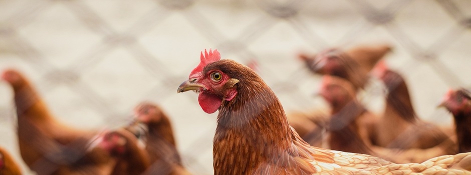 GRIPE AVIÁRIA | IMA proíbe aglomeração de aves em eventos 