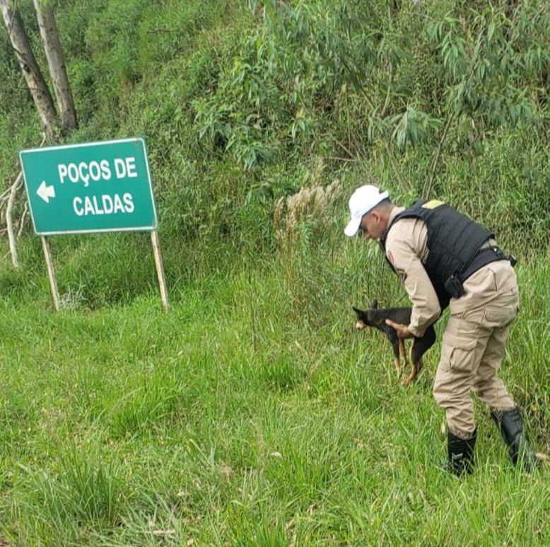 PMR resgata cão abandonado em rodovia