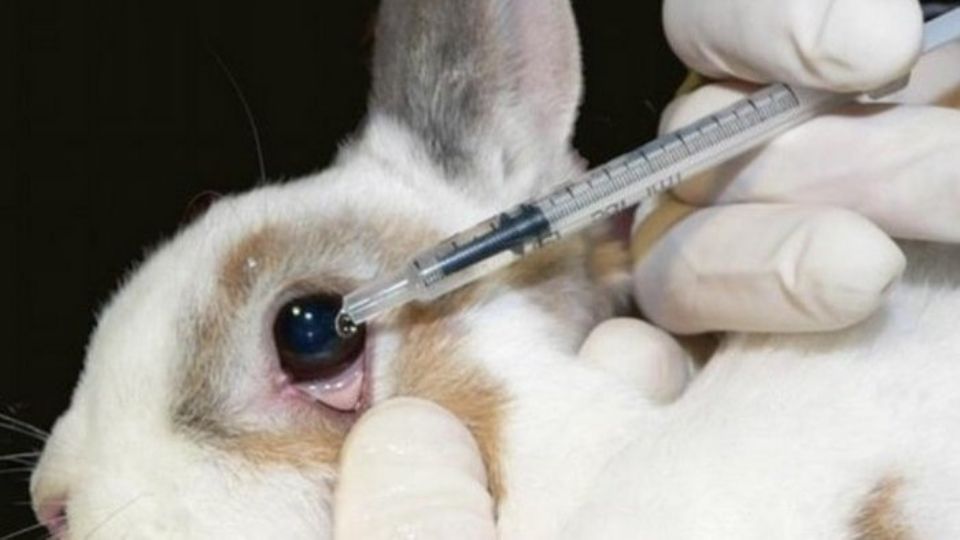 Animais não poderão mais ser usados em testes de cosméticos e higiene