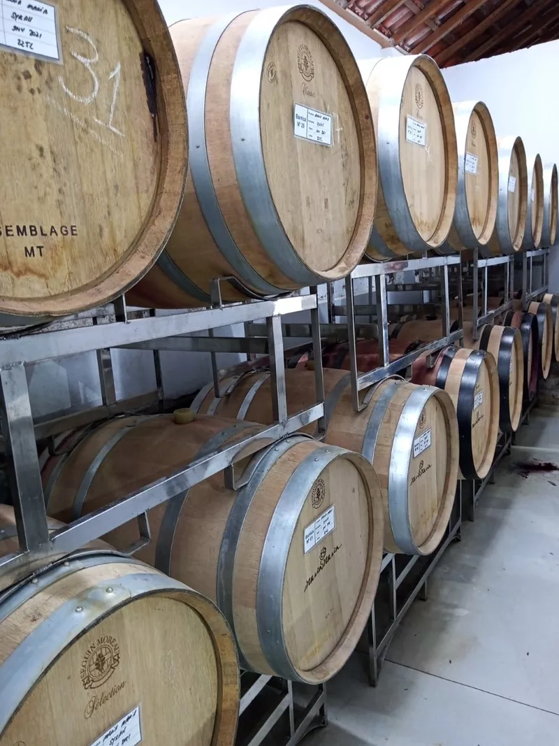 CALDAS | Projeto foca em inovações na produção de vinhos de inverno