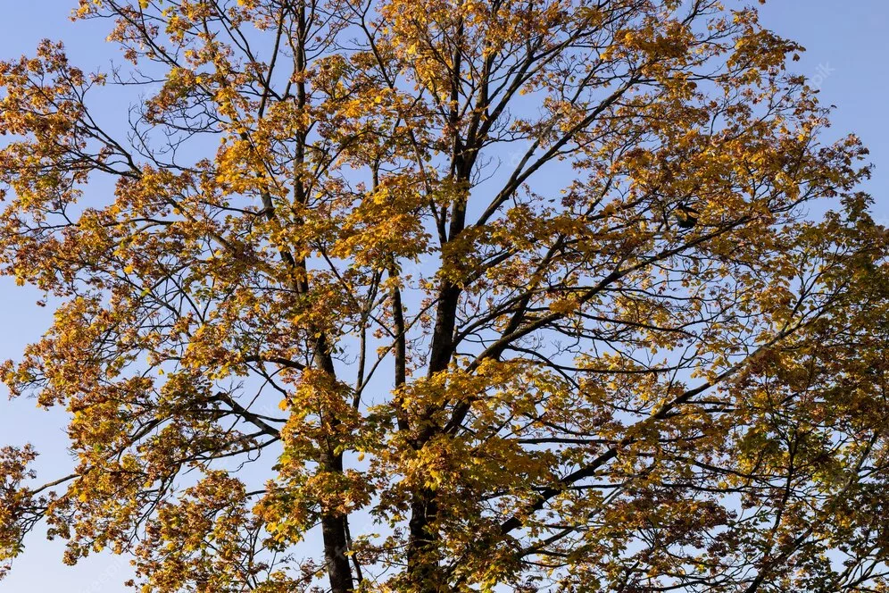 Ar seco predomina no Sudeste nesta quinta-feira