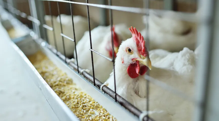 Gripe aviária leva Brasil a decretar emergência zoossanitária