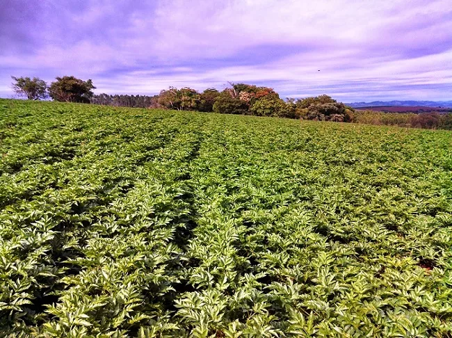 Sul de Minas é destaque nacional na produção da mandioquinha salsa