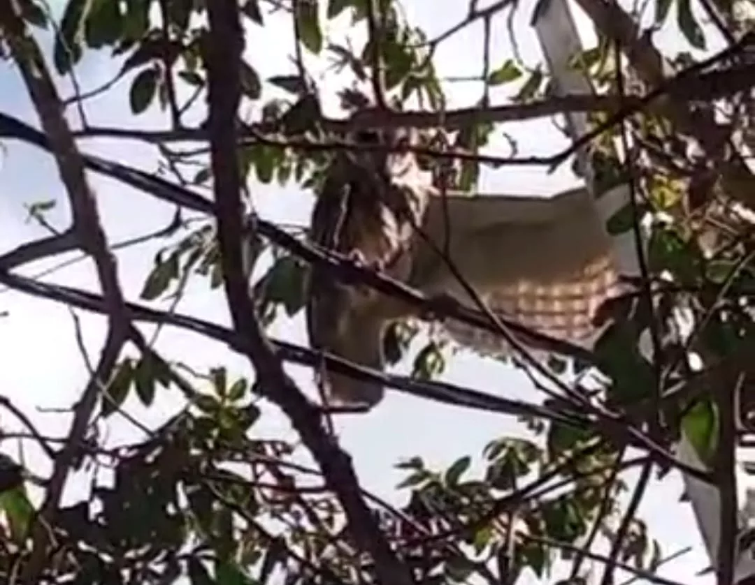 Coruja é resgatada após ficar presa em linha de pipa