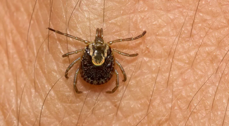 Governo de São Paulo confirma quarta morte por febre maculosa em Campinas