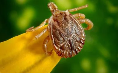 São Paulo registra morte por febre maculosa