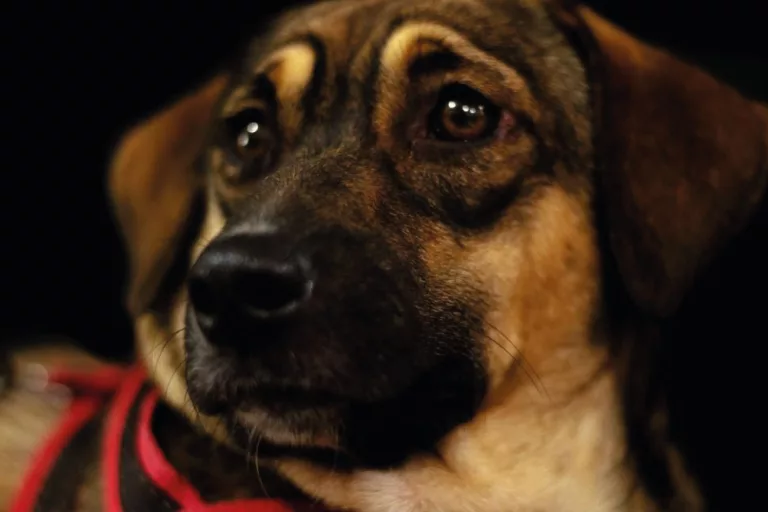 Feira de Adoção Pet acontece neste domingo no Shopping