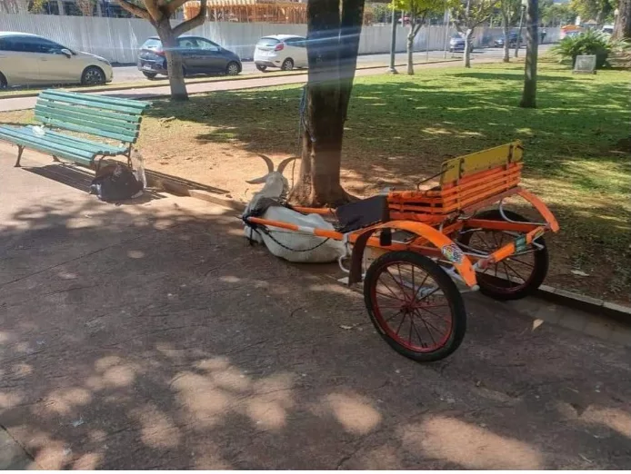 Vereador pede informações sobre “charretinhas puxadas por bodinhos” no centro