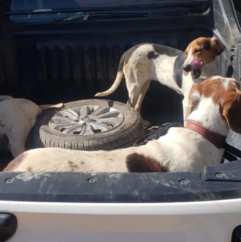 Cães de caça e armas são apreendidos pela polícia ambiental