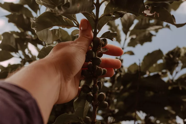 Minas Mais Café no Festival de Inverno: preservação dos saberes das mulheres