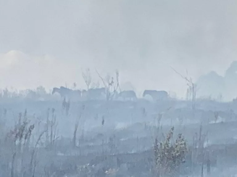 Cavalos são resgatados de incêndio na zona sul