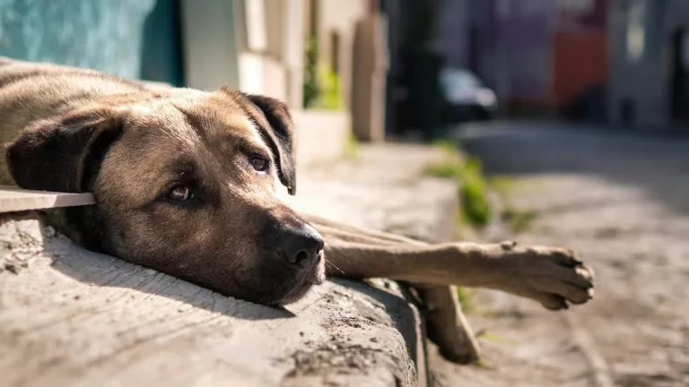Vereadora questiona atendimentos a denúncias de maus-tratos contra animais