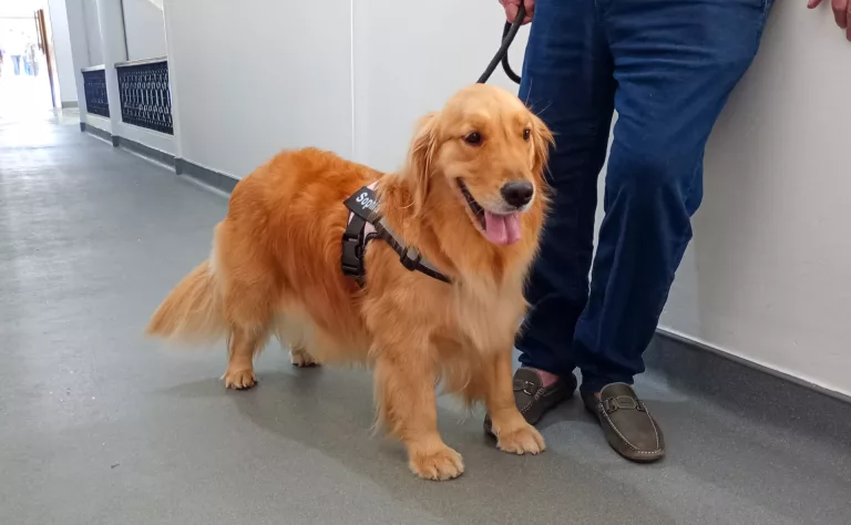 Após aposentadoria de Sissi, Cãoterapia ganha nova integrante 