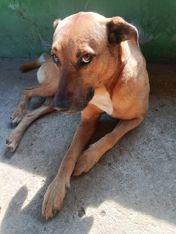 Estado lança edital para assistência médico-veterinária itinerante de cães e gatos em Minas