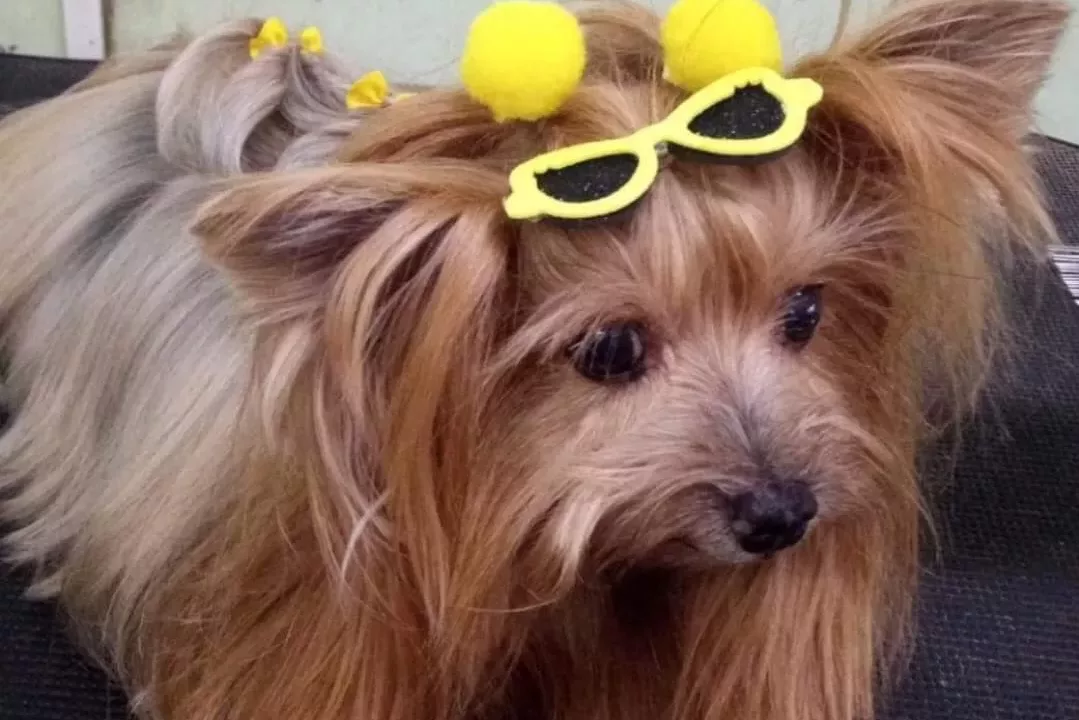 Pitbulls atacam e matam cachorra na área central