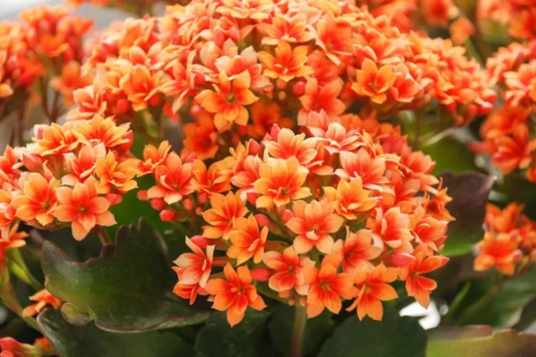 Clima antecipa a florada e altera a venda de flores para Finados