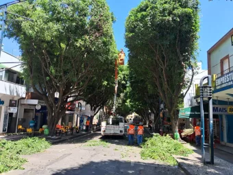 Área central terá interdição de trânsito para podas de árvores